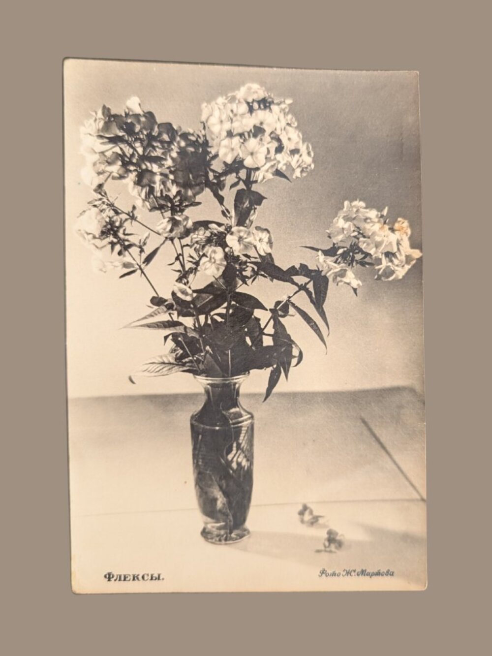5/$25 Antique Marked Soviet Russian Phlox Postcard 1929 Dated Sepia Real Photo